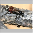 Cryptinae spp - Schlupfwespe w79b 8-9mm fdet02.jpg